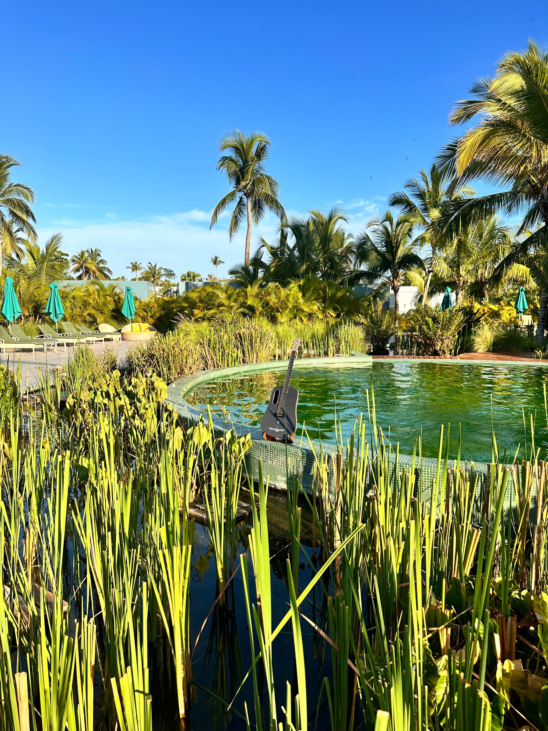 La guitare de LoungeDuo dans un jardin tropical