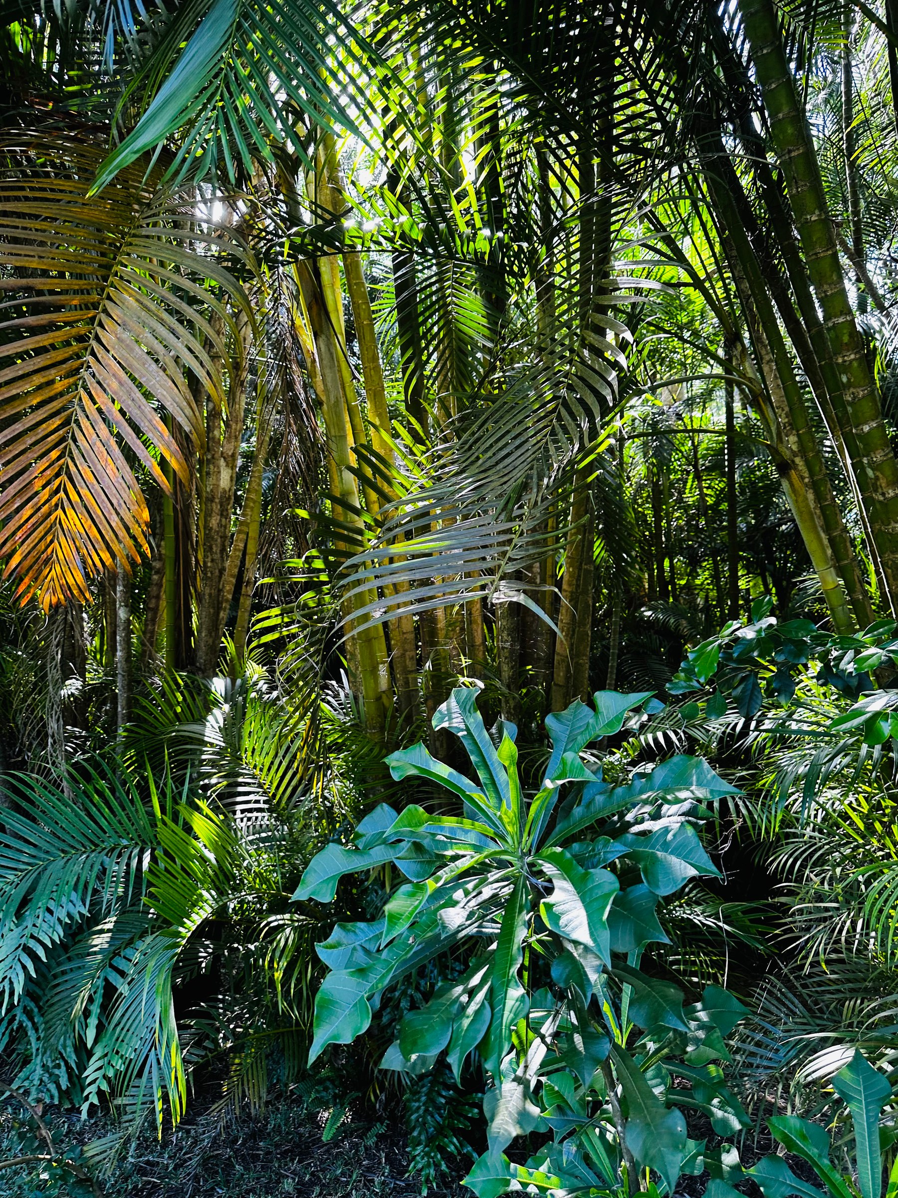 Végétation tropicale aux Maldives
